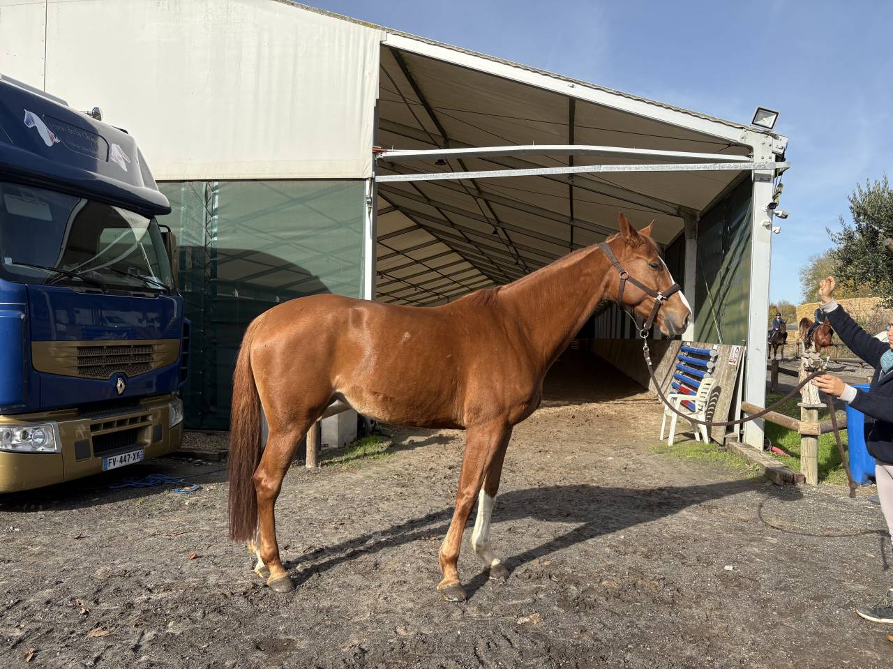 Plusieurs jeunes chevaux à vendre 