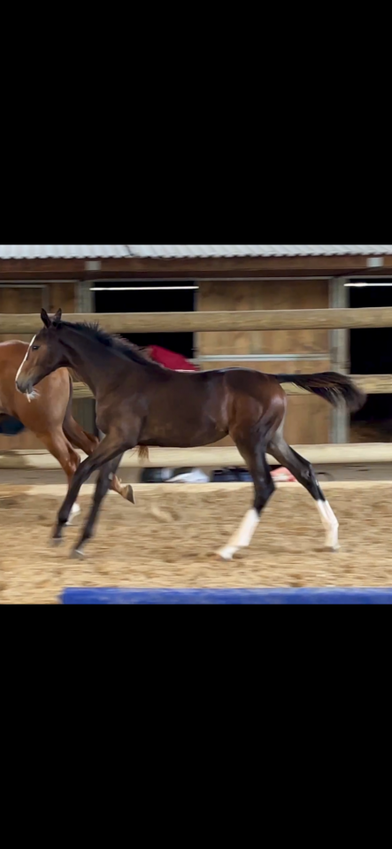 Pouliche fille de dominator 