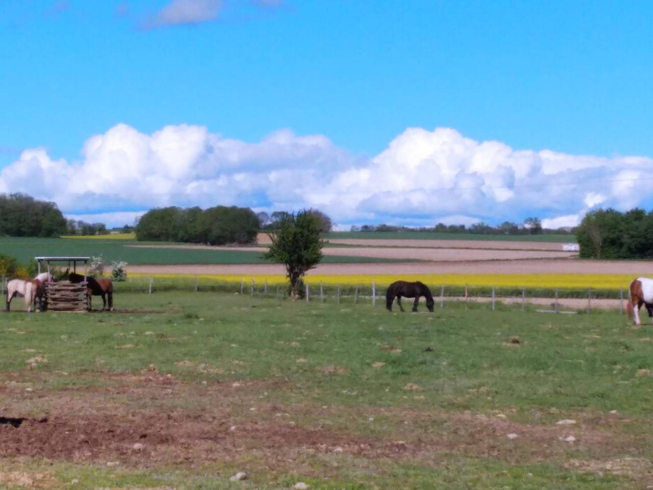 Propriété équestre à vendre