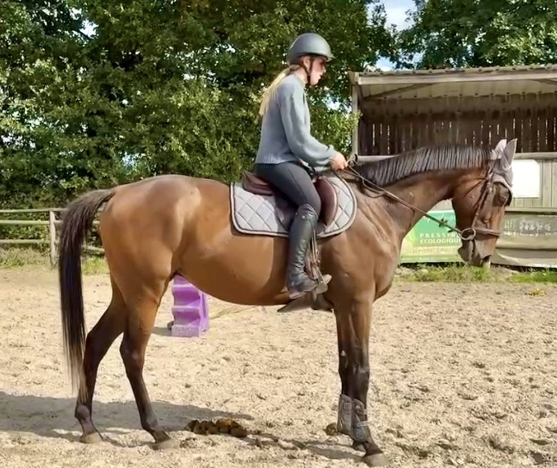 Cheval hongre pur sang de 8 ans