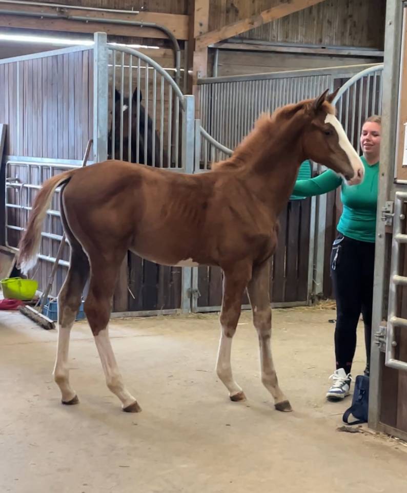 Splendide Poulain mâle etalonable 