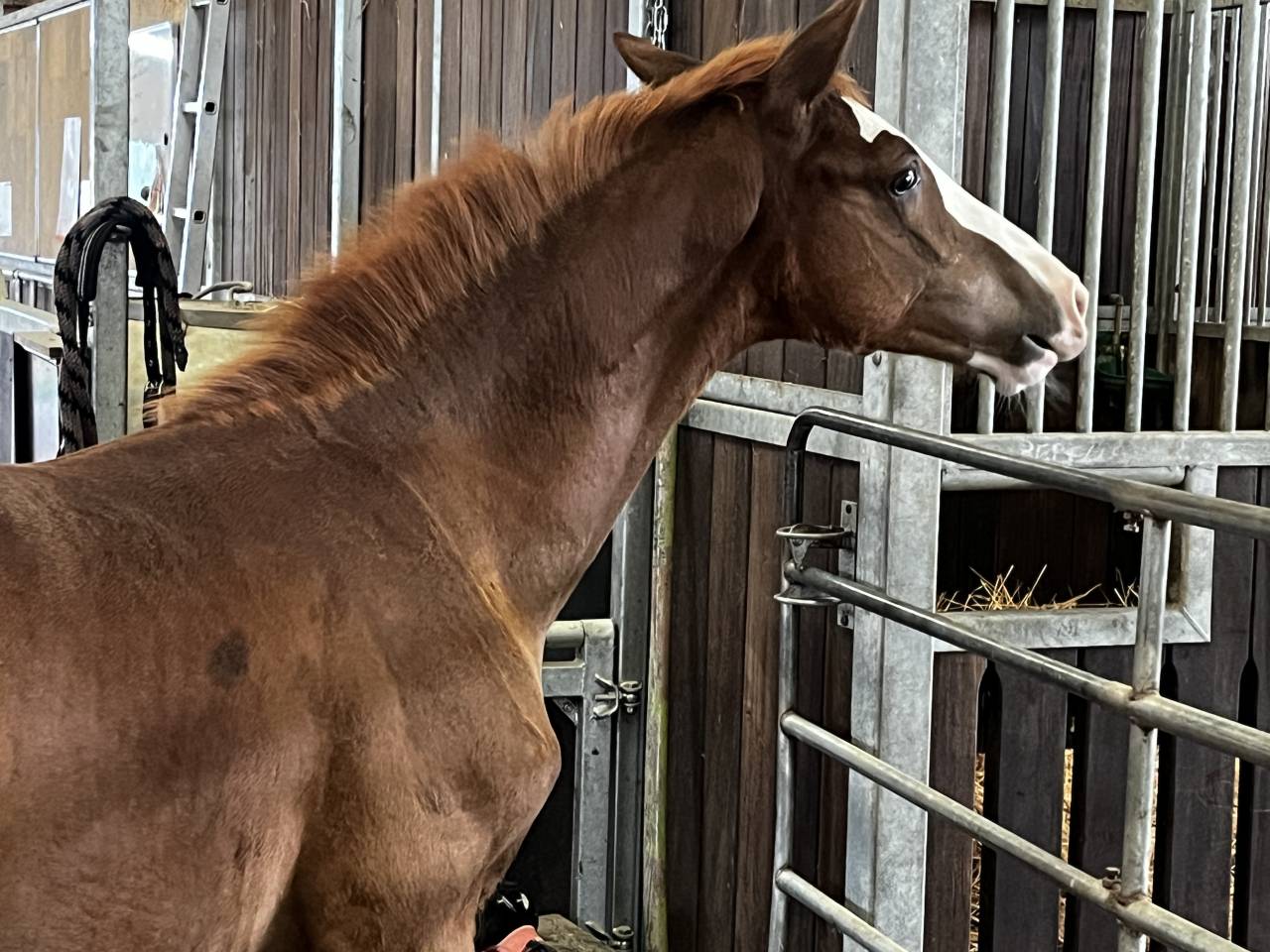 Splendide Poulain mâle etalonable 