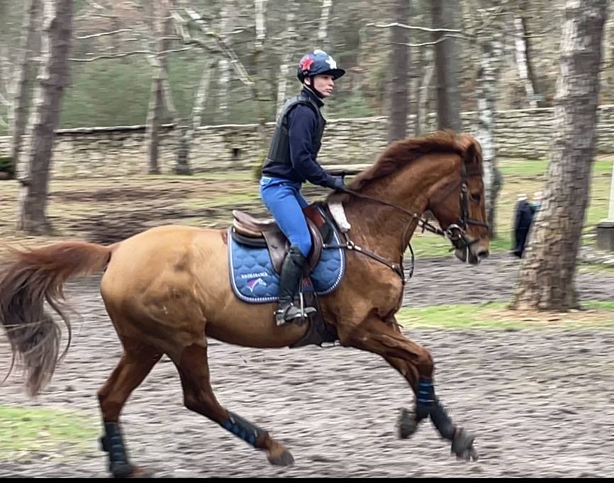 Jument CCE maitre d’ecole