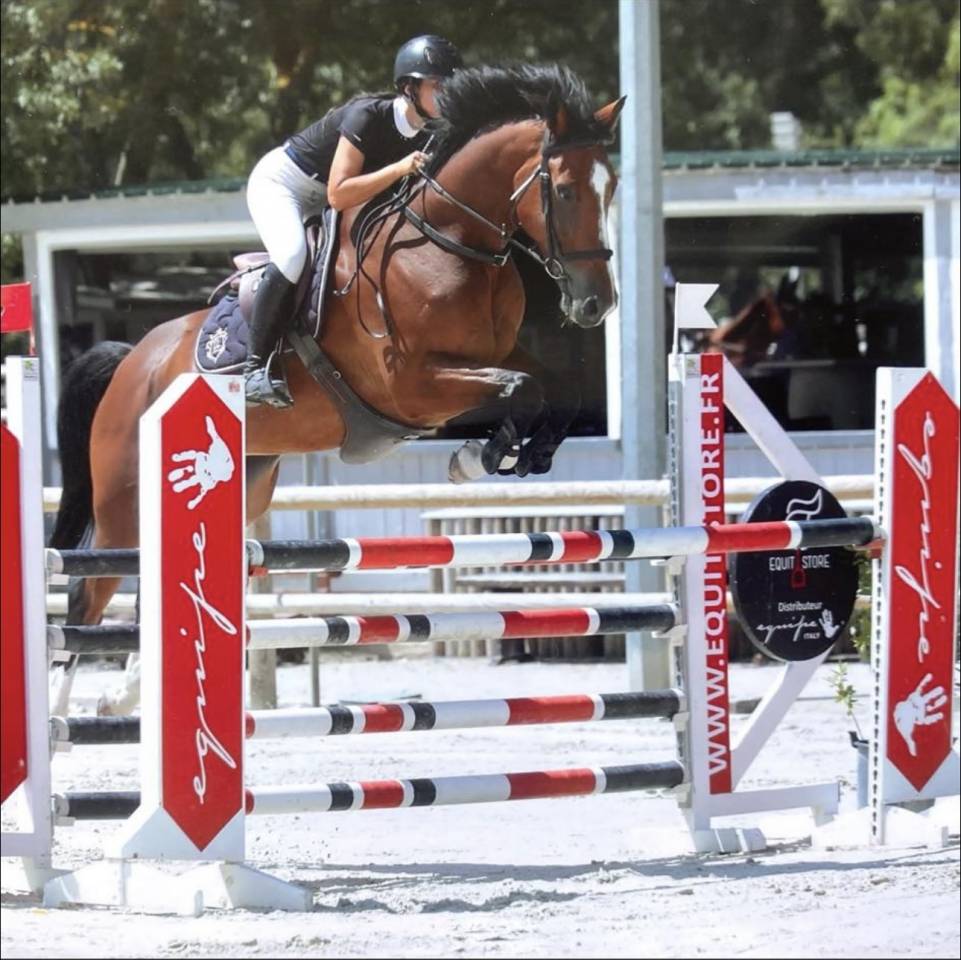 À VENDRE Gaoyao du Nevez 9 ans 