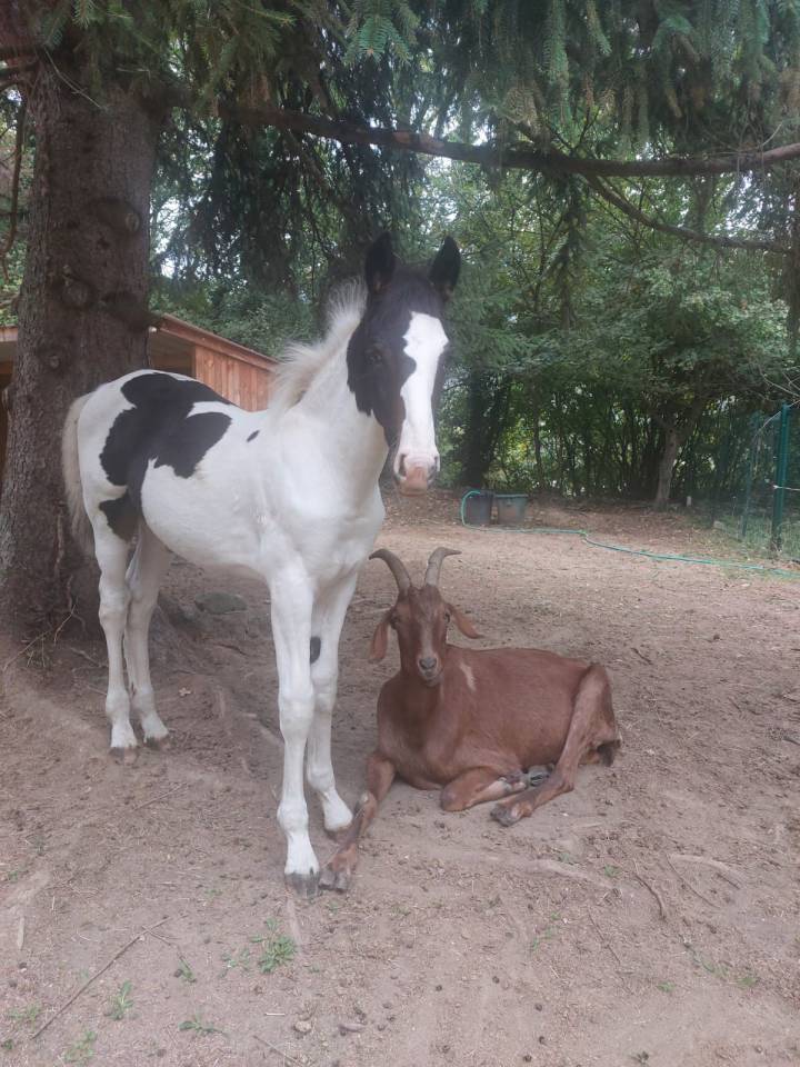 Poulain pie OC pour loisir sport elevage