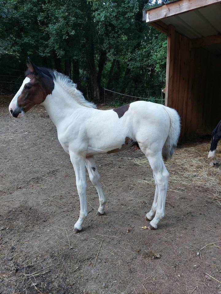 Poulain pie OC pour loisir sport elevage