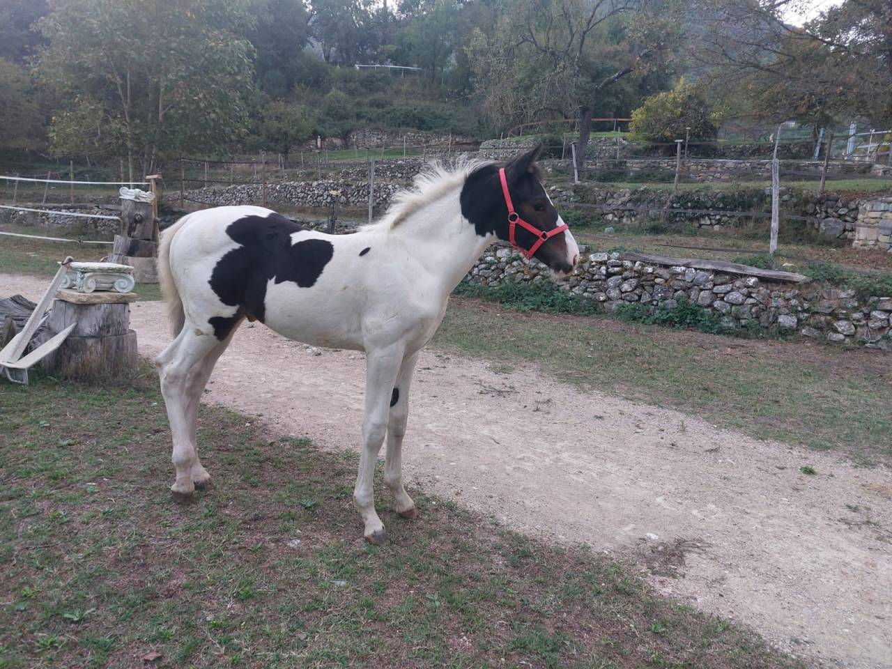 Poulain pie OC pour loisir sport elevage