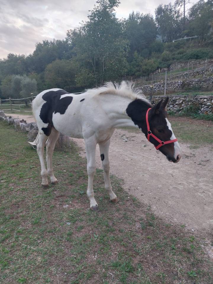 Poulain pie OC pour loisir sport elevage