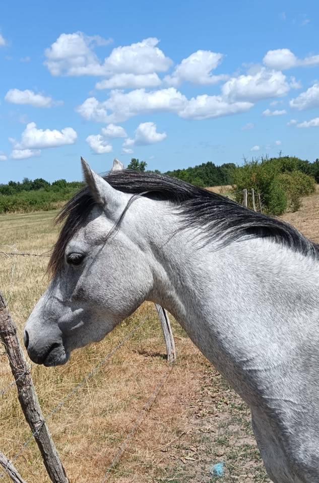 Ponette Welsh de 3 ans 