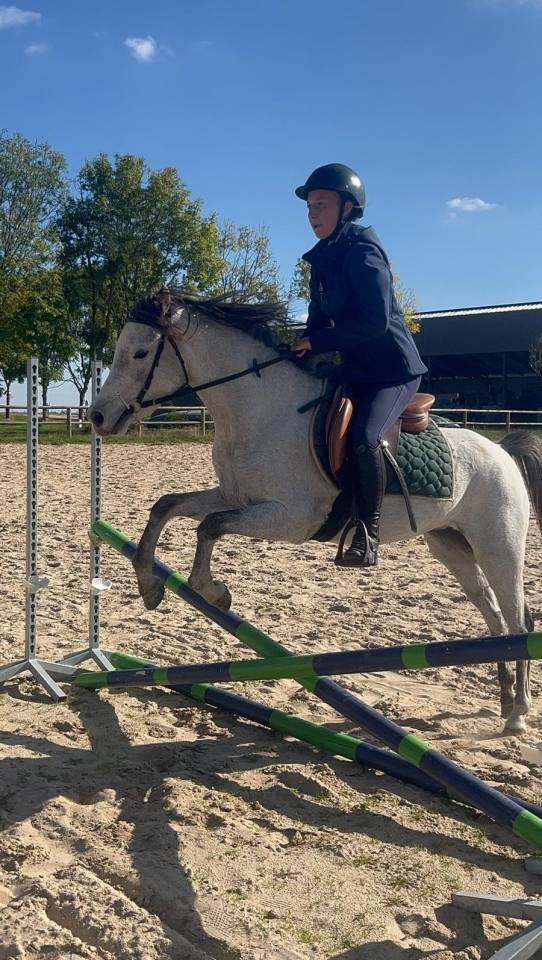 Ponette Welsh de 3 ans 