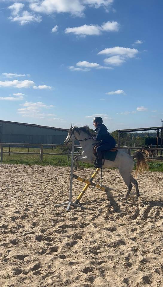 Ponette Welsh de 3 ans 