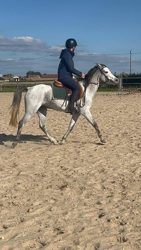 Ponette Welsh de 3 ans 