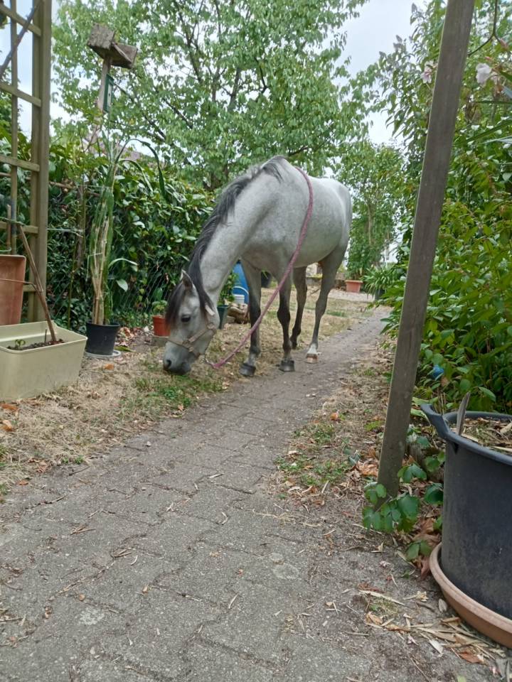 Ponette Welsh de 3 ans 