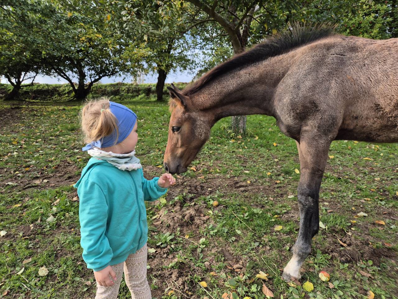 Poulin par grimsky semilly