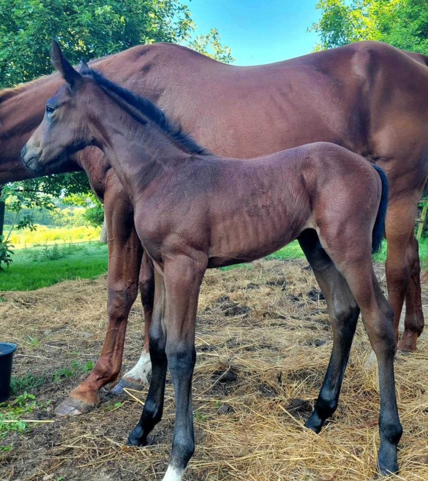 Poulin par grimsky semilly