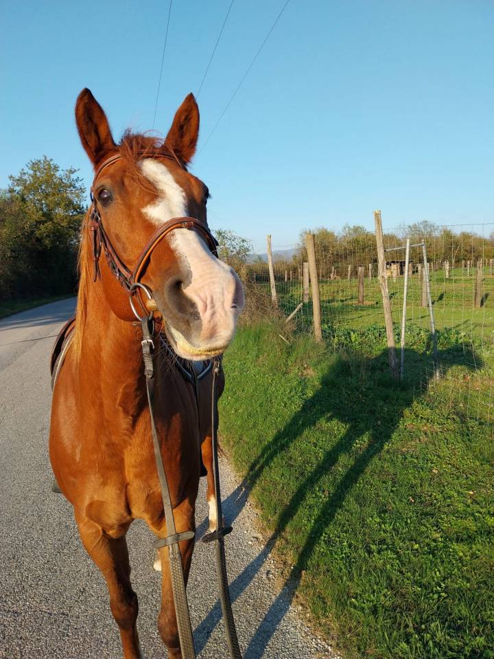 À vendre – Quarter Horse plein papier