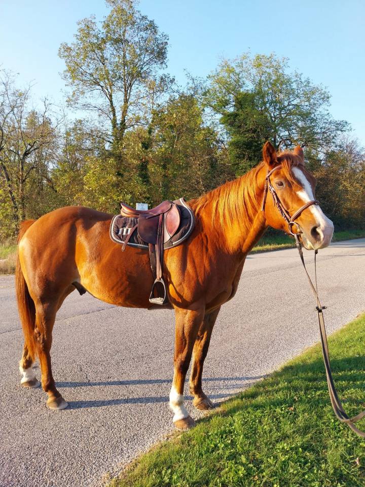 À vendre – Quarter Horse plein papier