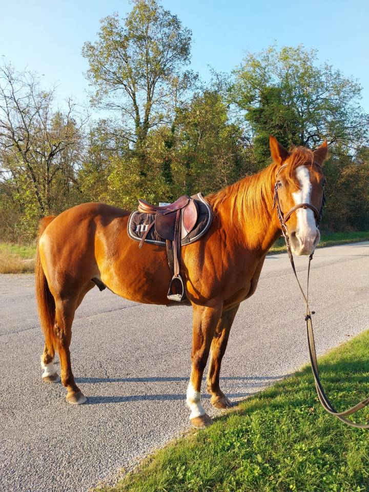 À vendre – Quarter Horse plein papier