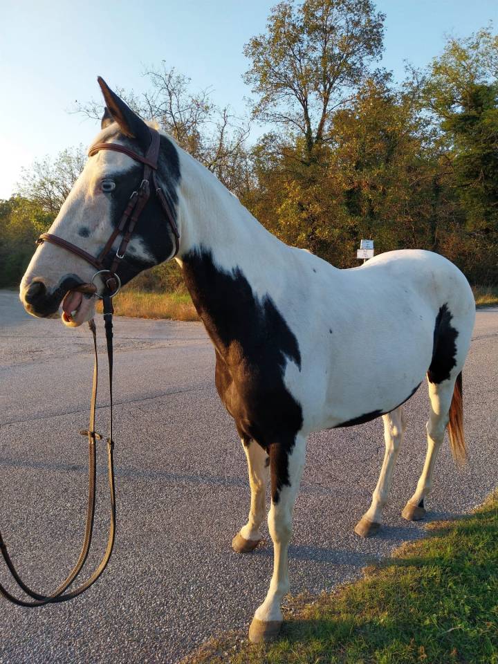 À vendre – Paint Horse plein papier