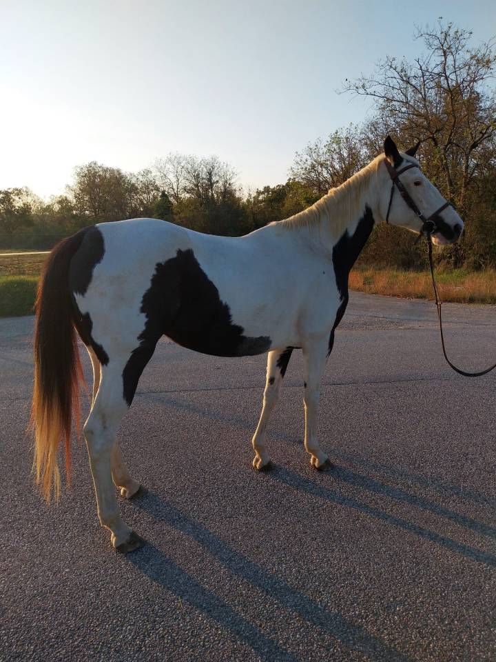 À vendre – Paint Horse plein papier