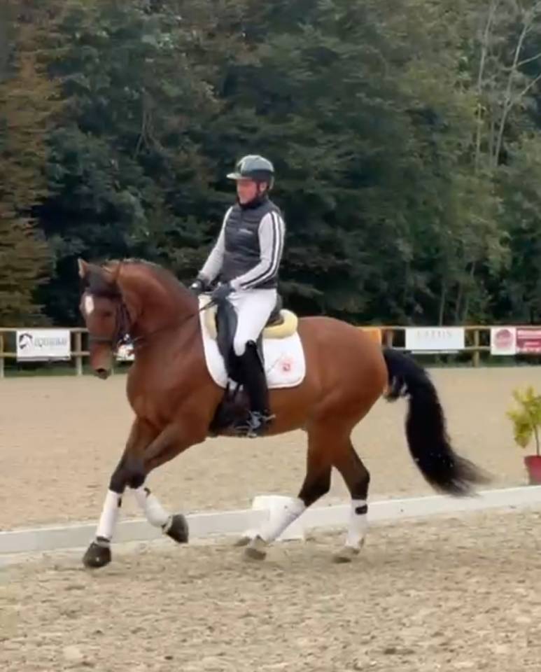 Cheval lusitanien de loisirs 