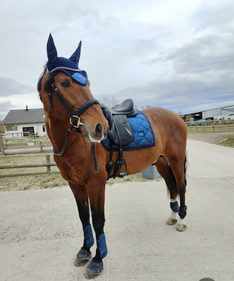 Cheval lusitanien de loisirs 