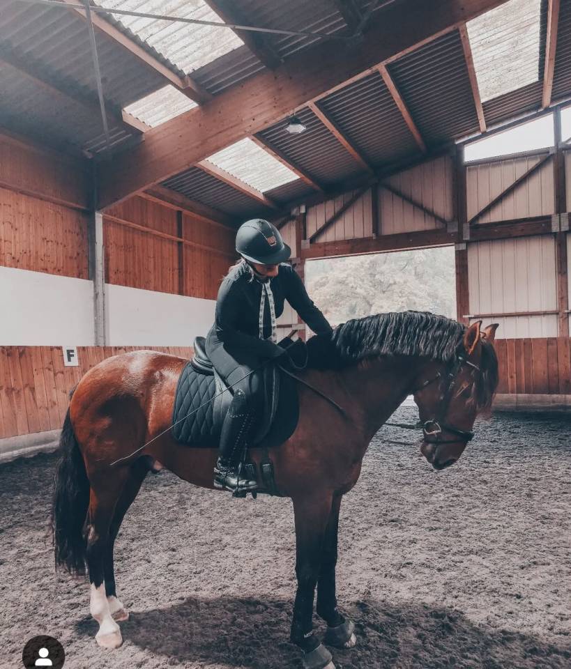 Cheval lusitanien de loisirs 