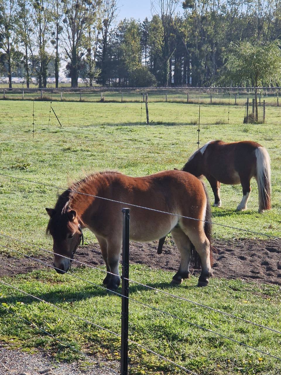 Jeune poney shetland 