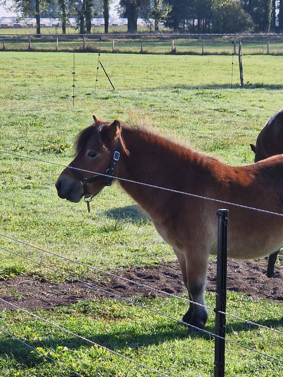 Jeune poney shetland 