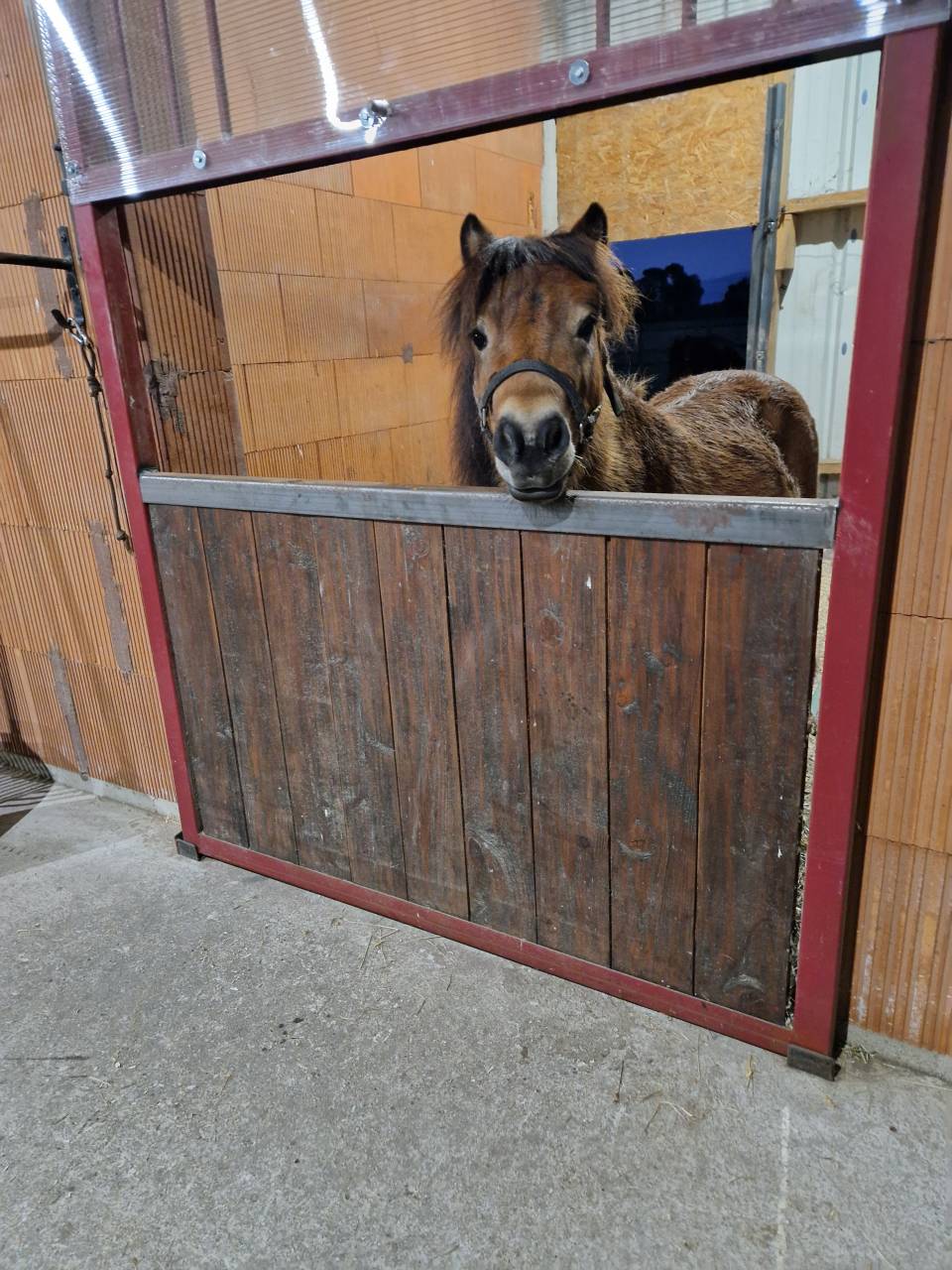 Jeune poney shetland 