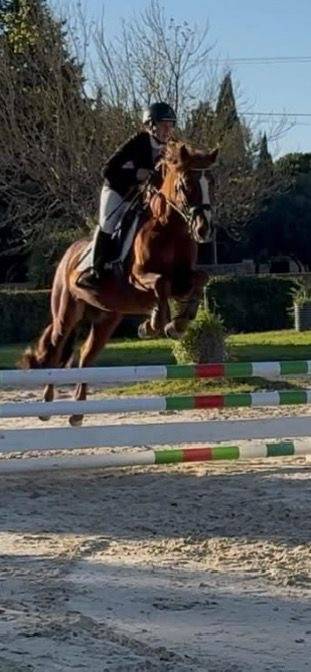 Mâle Connemara 4 ans 