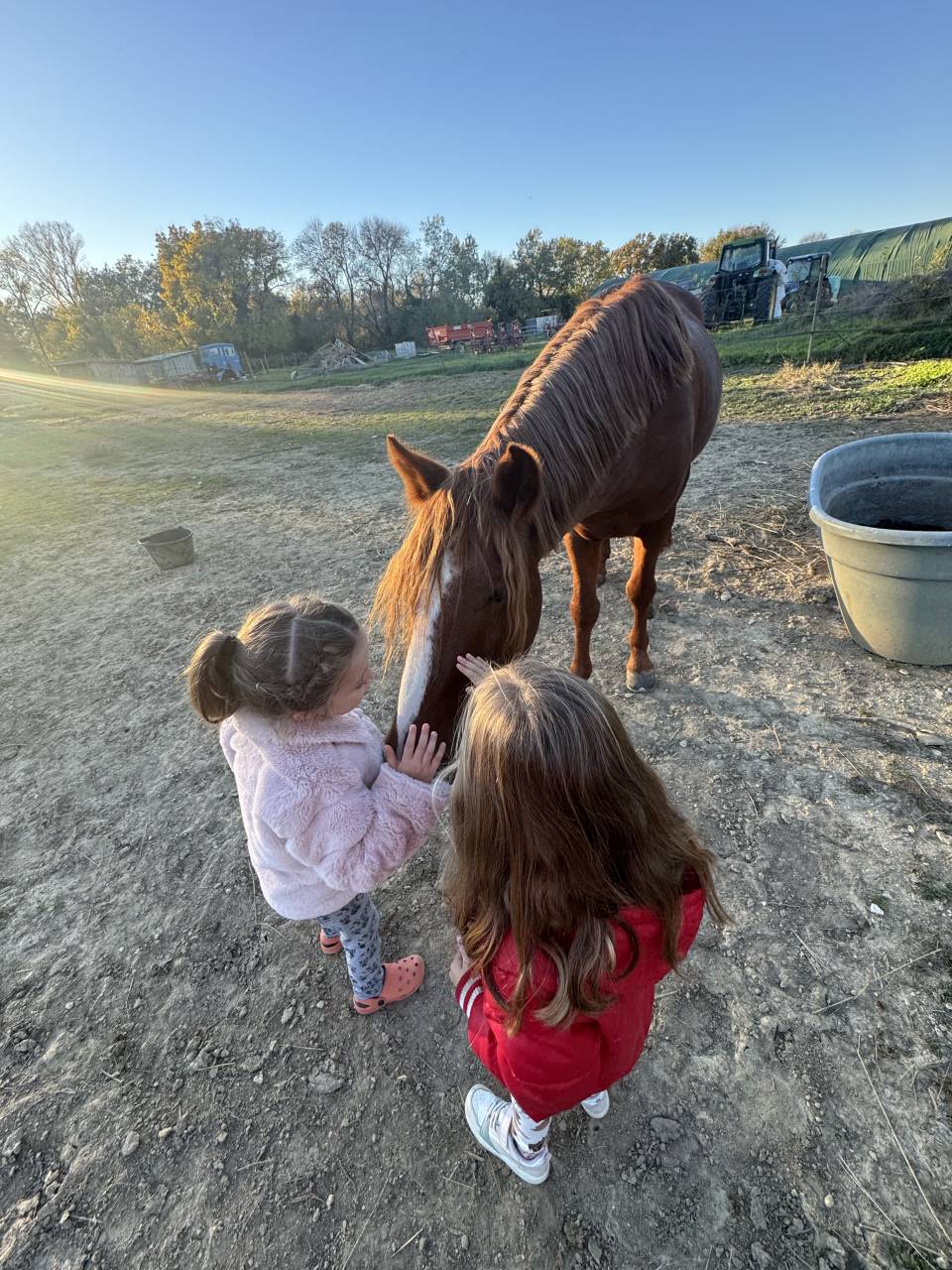 Mâle Connemara 4 ans 