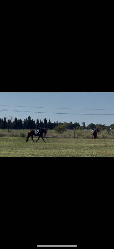 Mâle Connemara 4 ans 