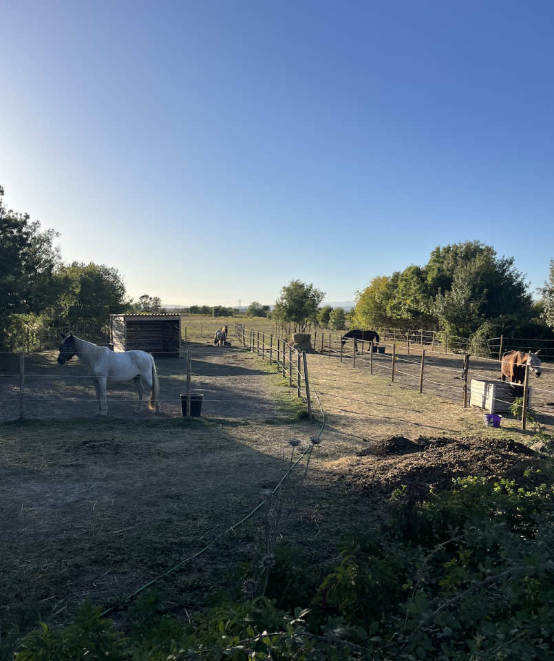 Ecurie / Centre équestre avec logement sur 5 hectares
