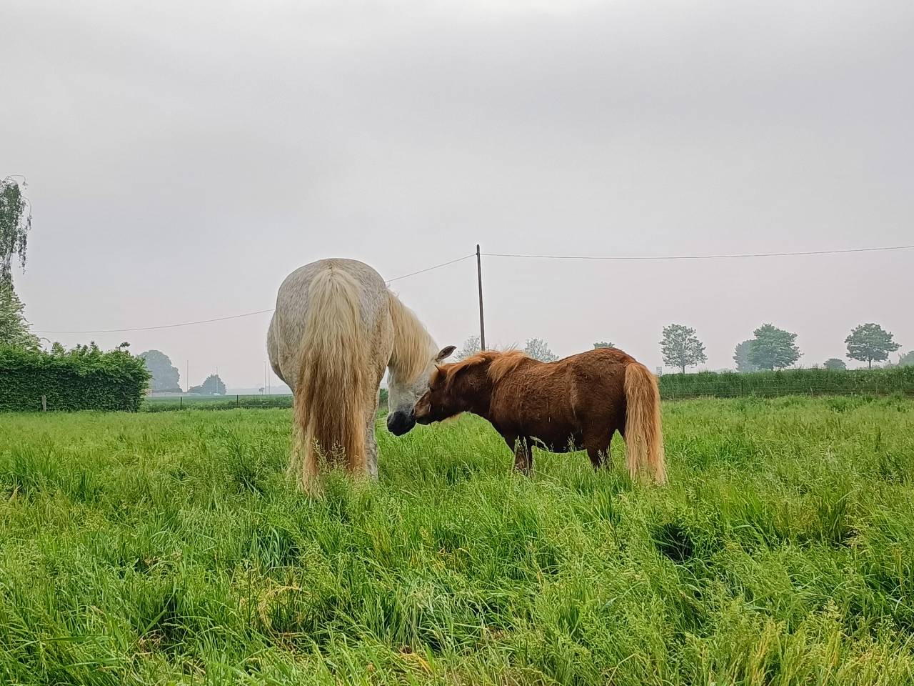 Poney shetland hongre de 16 ans