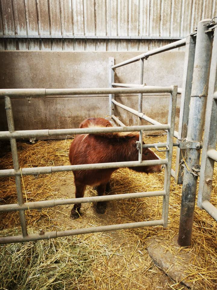 Poney shetland hongre de 16 ans