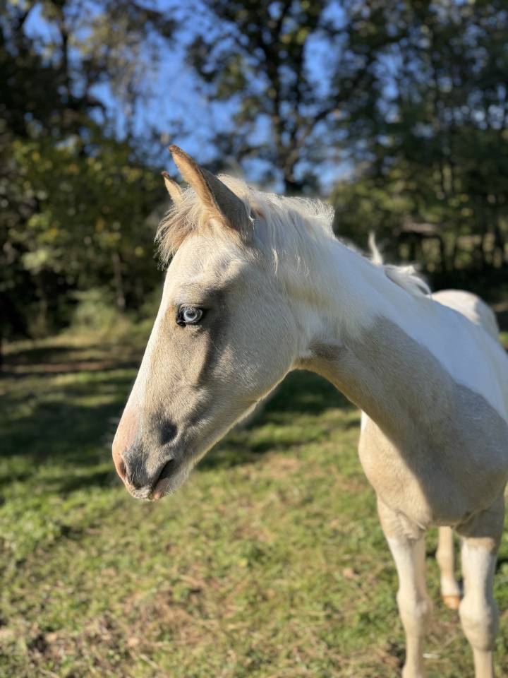 Superbe poulain mâle 