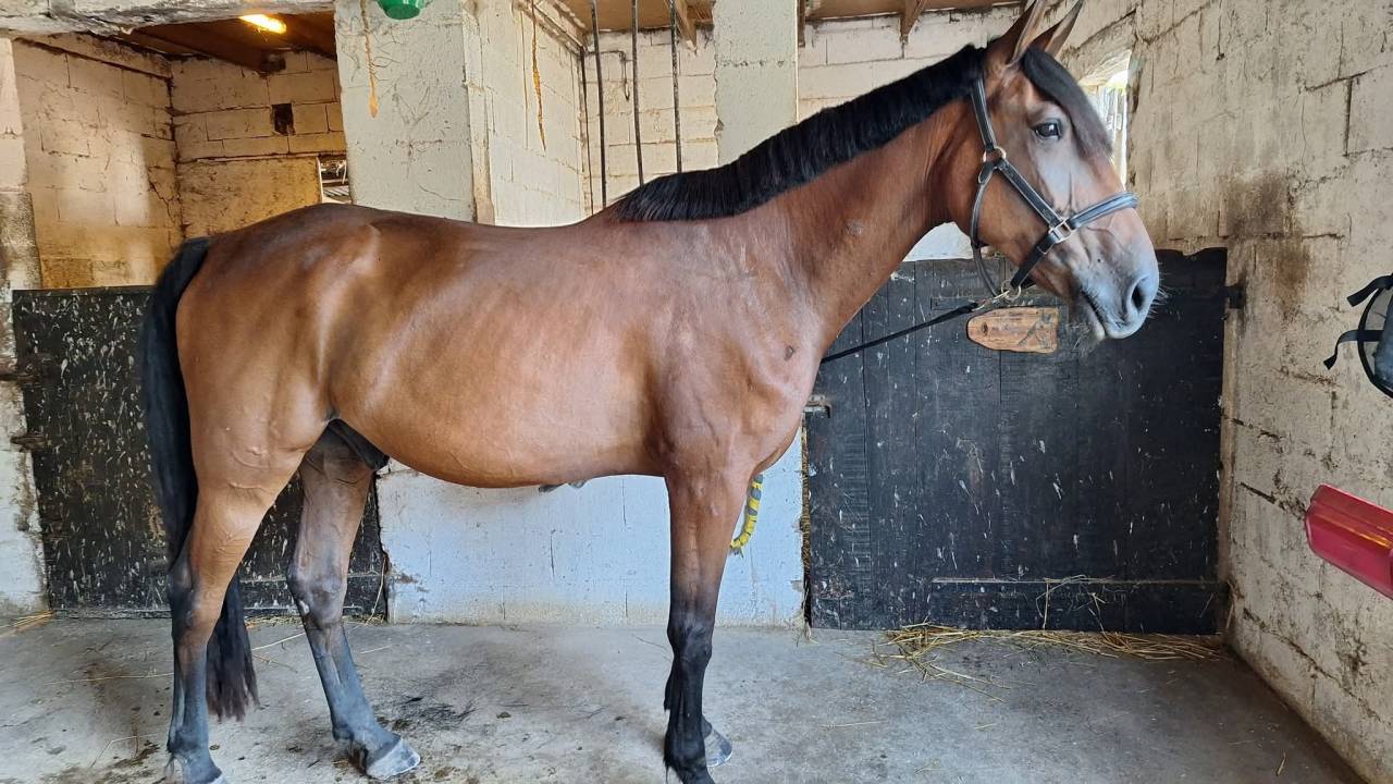 Trotteur Français 11 ans 