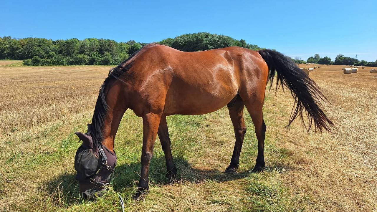 Trotteur Français 11 ans 