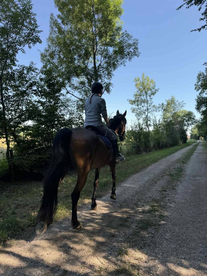 Trotteur Français 11 ans 