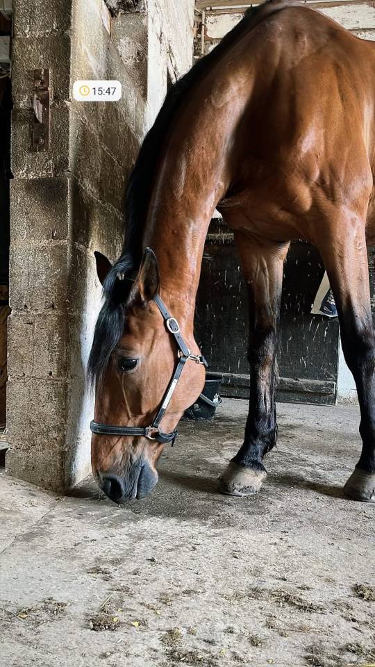 Trotteur Français 11 ans 