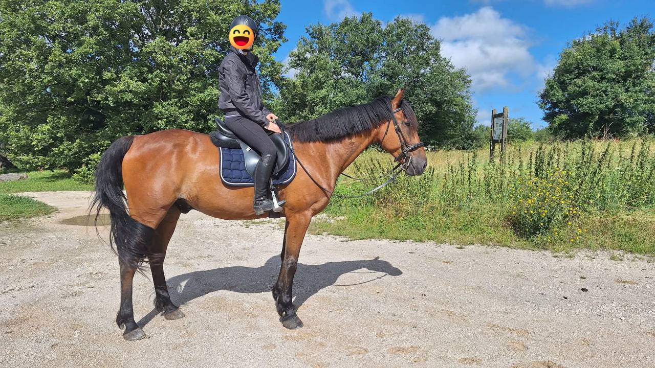 Trotteur Français 11 ans 