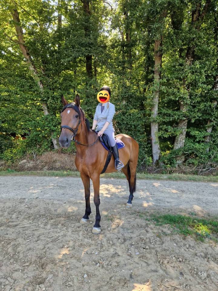 Trotteur Français 11 ans 