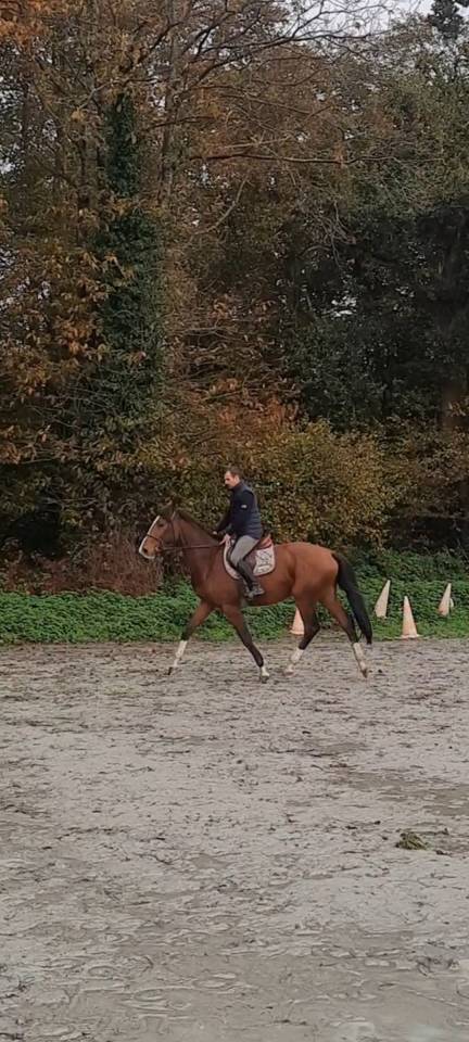 Quel Mambo Lamandé z 