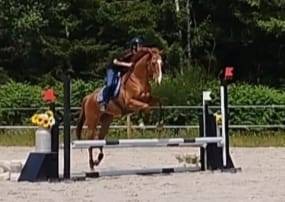 Demi pension Pur Sang 