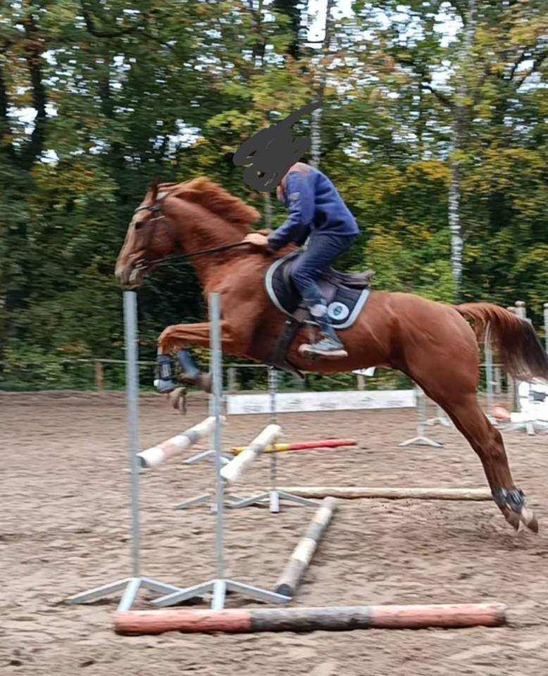 Demi pension Pur Sang 