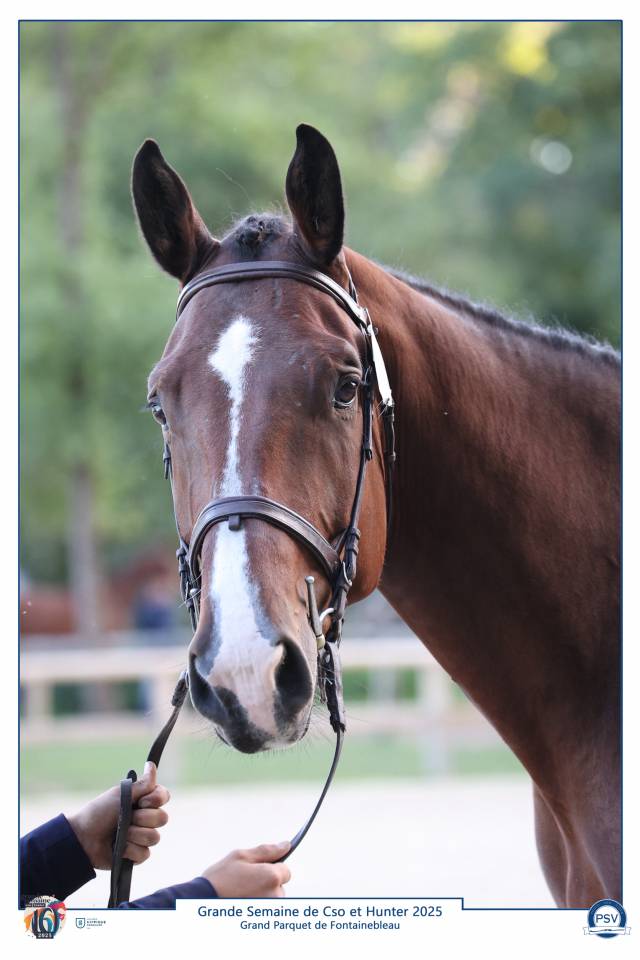 5ans Triple SF Fontainebleau 