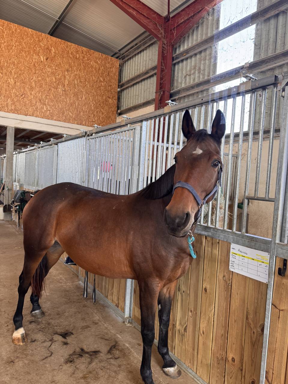 Superbe trotteuse polyvalente de 9 ans