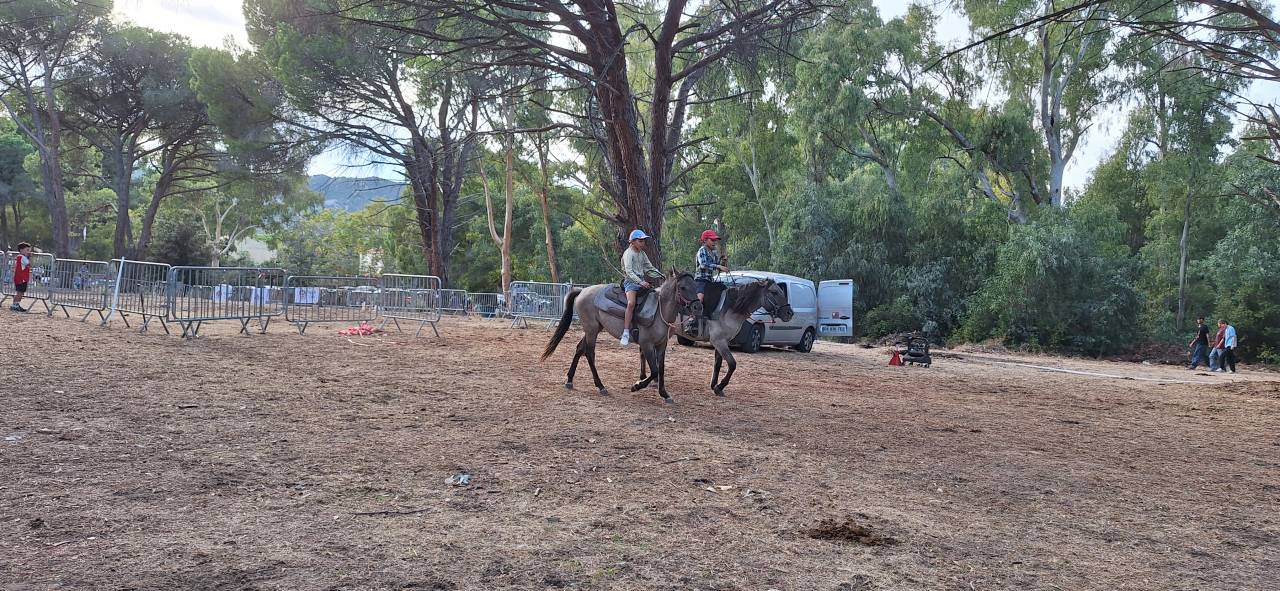 Jument Konik Polski exceptionnelle