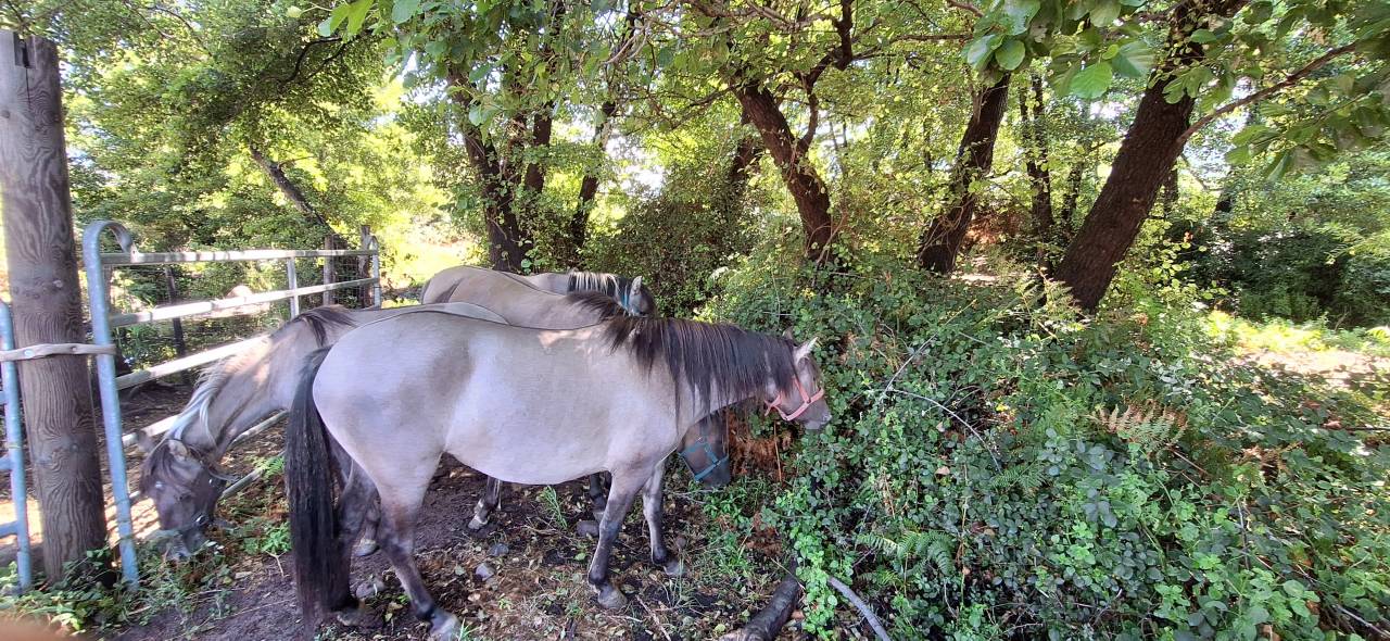 Jument Konik Polski exceptionnelle
